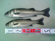 「初モノなので嬉しかったです」とのこと。