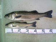 「何とか釣れました」とのコメント。