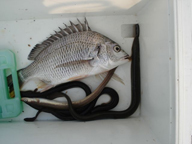 ハウス前→はまゆう大橋南→庄内航路9番南→白州角立周辺と転戦して、最後にようやくきました。