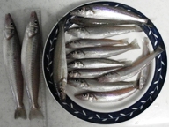 数はでませんが、大きいのがでました。僕としては最大サイズです。