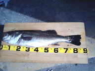 いままで、80cm台でこれだけ重量のあるスズキは今回が初めて。正直、かなり驚かされました。(ひょっとして自分が知らないだけで湖内には結構居るのかも…汗;)