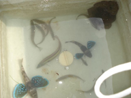 生まれて初めてホーボーが釣れました。綺麗な魚でとても嬉しかったです。