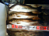 サイマキでの流し釣りです。