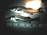 「東風の中釣れました」とのコメント