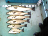 まさにマダカラッシュ!!