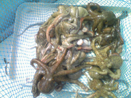 「楽しかったです。」とのコメント