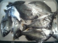 サイマキにはチビレ1しか釣れませんでした。