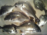 「あたりバンバンでしたが、チビレが多いようで10匹くらいかけられませんでした」とのコメント。