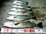 ナイス釣果!! マダカラッシュ!!