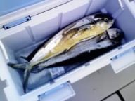 カツオの予定が・・・またシイラw