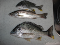 今回は、残念ながら本命の『うなぎ』は釣れませんでした。家に帰ったら、『なーーんだ、キビレか、うなぎは?』と言われがっかりされました。キビレよりうなぎの我が家です。