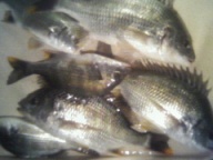 「またまたドーマンが釣れました」とのコメント。