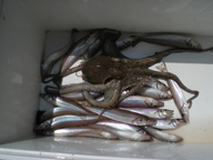 「またまたキス狙いで『タコ』が釣れました。今年、4匹目です」とのコメント。