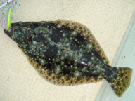 以前はキビレハンターでしたが、ここ10年程はルアー釣行をしています。