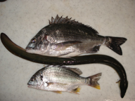 「今年初のクロダイでした」とのコメント。