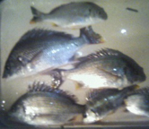 大〜小までウナギ(8本)が多く、ウナギ祭でした。