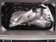 最後に入った白山の1時間でこれだけ釣れました。うなぎ万歳です。