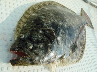 ナイスヒラメ!!