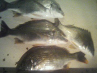 「ドーマン用のカゴにアオハゼ、コトヒキ、ボラが入ってました。これらがエサとりなんでしょうね」とのコメント。