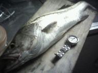 ( ̄▽ ̄)b グッ!サイズ!!