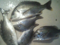 「昨日はウナギ祭でした。雨の後は、ウナギが多い気がします」とのコメント。