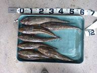 照りゴチも好調!!