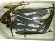 「朝一に行ったポイントでボイルに遭遇。約90分程釣れ続け、一応生け簀内にはシーバスとソゲ(15匹)を入れましたが、バラシやリリースは数知れず・・・。結局3匹持ち帰り他はリリースし、気分良く疲れました。」とのコメント。