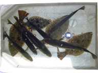 朝一国道北でライズがありシーバスをキャッチ。その後国道南へ移動し、ヒラメをキャッチ。