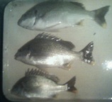 あたりが少なく苦労しましたが何とか40センチ頭に3枚釣れました。2枚は腹がパンパンでした。