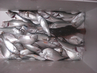 「小さいけど簡単に釣れます」とのコメント