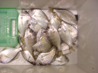 「今回、夕方4時ころA航路で釣りましたが、チンタ2枚とフグのアラシで全然ダメでした。帰り際の5時ころ寄った浜名湖大橋で入れ食い状態でした」とのコメント。