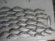 「釣り針をキスの8号からチヌの3号に替えたら、一回り大きなヘダイが釣れました」とのコメント。