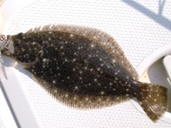 「今後もヒラメを狙います」とのコメント。