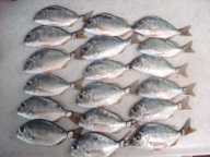 「最近、ヘダイも飽きてきました。そろそろ『カワハギ』を釣りに行こうと思います」とのこめんと。