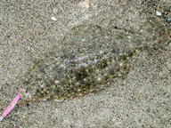 「サイズがいまいちかな」とのコメント。