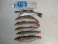 「カレイを狙っていきましたが、ベラとフグに弁天蛇虫が食われてしまいました」とのコメント。