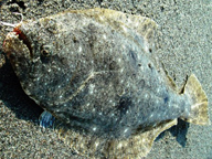 「湖西へ仕事へ行った帰りに釣りました」とのコメント。