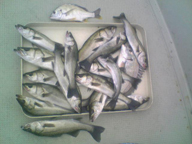 「バラシも多数でした」とのコメント。