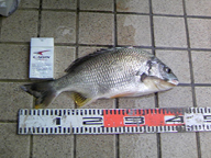 42cmで1.8キロ!! かなりのデブキビレですね。