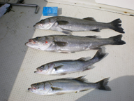 スピンシャイナー絶好調!!