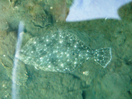 「マリーナでリリース。元気に育て!」とのコメント。