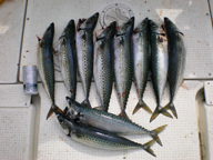 鳥山+ナブラで入食い状態でした!!