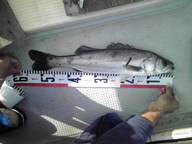 「早くポッパーで釣りたい」とのコメント。