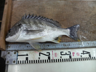 アタリは多いですが、なかなか食込みませんでした。