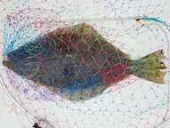 「久々のヒラメ釣果でした。 今年はシーバス少ない?感じです・・・ クロダイは去年も今年も少ない?気がしますねぇ・・・」とのコメント。