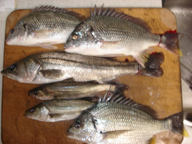 「本命はウナギ。どこかウナギの釣れるところはないかな!?」とのコメント。