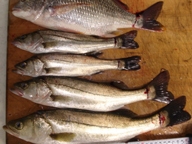 「電気ウキで初めての釣果です」とのコメント。