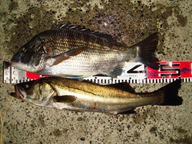 久々の大物釣果・・・。しかも一投目にクロダイ、二投目にシーバスがHITしました!だからルアーは面白いですね。