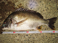 「夜は涼しくて気持いいです。 粘ってようやく釣れました・・・」とのコメント。