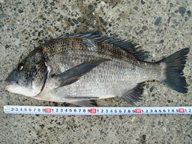 今日は3番ミオ筋で底物を狙うも・・・駄目。トップにシフトして、一番ミオ筋へ移動し、2ヶ所目のポイントでいきなりガボっと出ました!